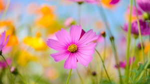 שיעור ראש חודש ניסן – חגית סבאג ישראל